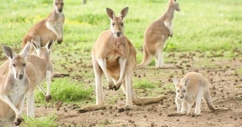 Kangaroo Walkabout Experience - image 2